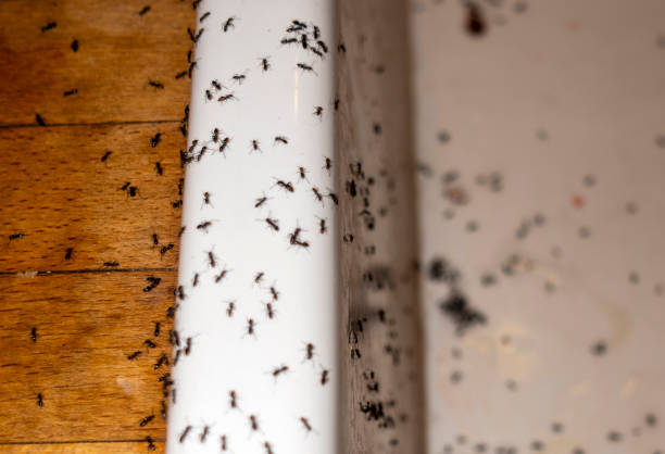 Best Local Pest Control Services  in Otisville, NY